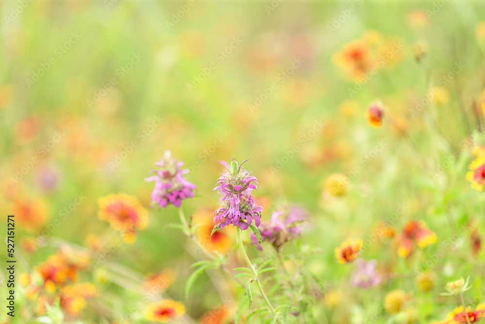 Bright and colorful scene with Lemon beebalm in field of soft focus Indian blanket firewheel wildflowers with background blur bokeh as a graphic resource Bright and colorful scene with Lemon beebalm in field of soft focus Indian blanket firewheel wildflowers with background blur bokeh as a graphic resource