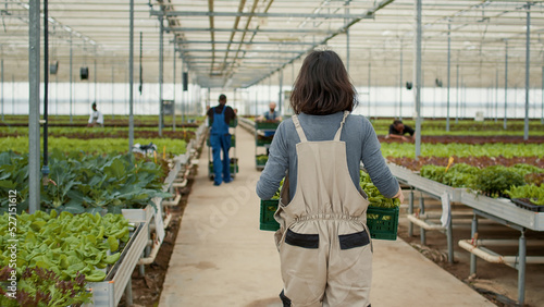 View from the back of caucasian woman holding crate with vegetables walking away in organic farm preparing production for delivery. Greenhouse worker in hydroponic enviroment moving harvested lettuce.