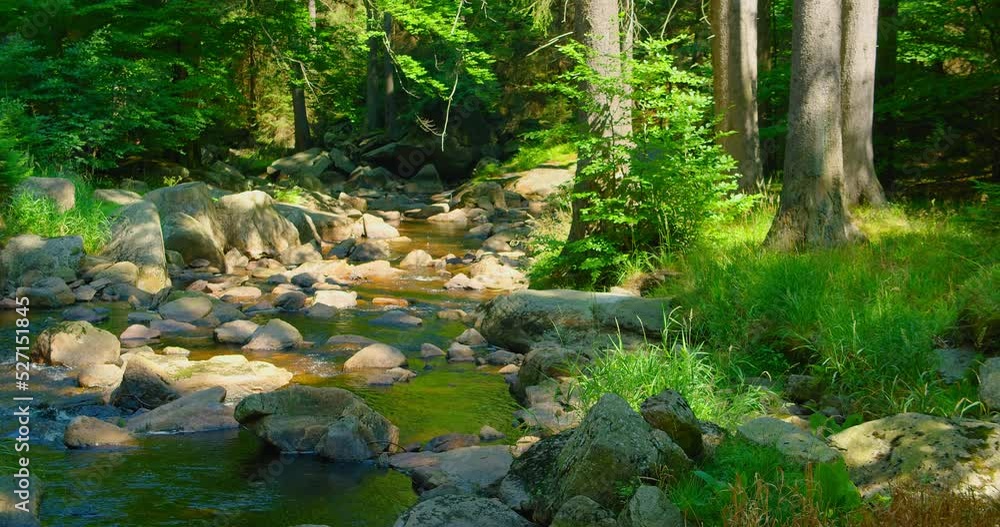 Mountain river in wild nature landscape. Green lush woodland in the morning. Mesmerizing flow of cold fresh water. Sun ray illuminate grass. Stream flowing in forest. Leisure activity. Creek, greenery Mountain river in wild nature landscape. Green lush woodland in the morning. Mesmerizing flow of cold fresh water. Sun ray illuminate grass. Stream flowing in forest. Leisure activity. Creek, greenery