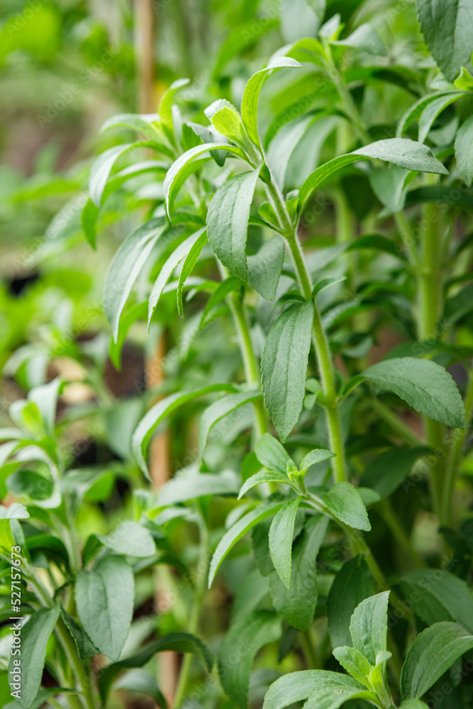 Sweet stevia herb plant, used as a sugar substitute, growing in a home garden