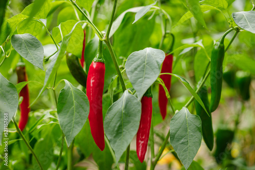 Gochujang King, a type of Korean hot chili pepper, ripened to red growing on the vine in an organic home garden