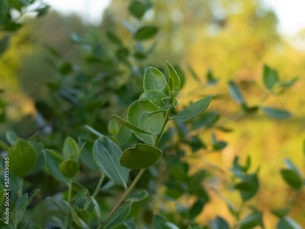 green leaves in the garden green leaves in the garden