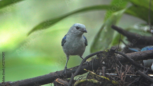 Blue-gray tanager (Thraupis episcopus) perched on a branch in Mindo, Ecuador photo