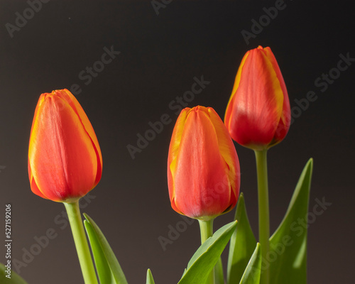 beautiful red tulips with nice black background, with studio light. creative frame.