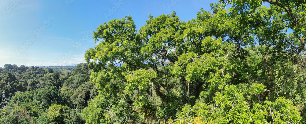 High up forest canopy panorama in Puerto Viejo Costa Rica showing the beauty of the rainforest