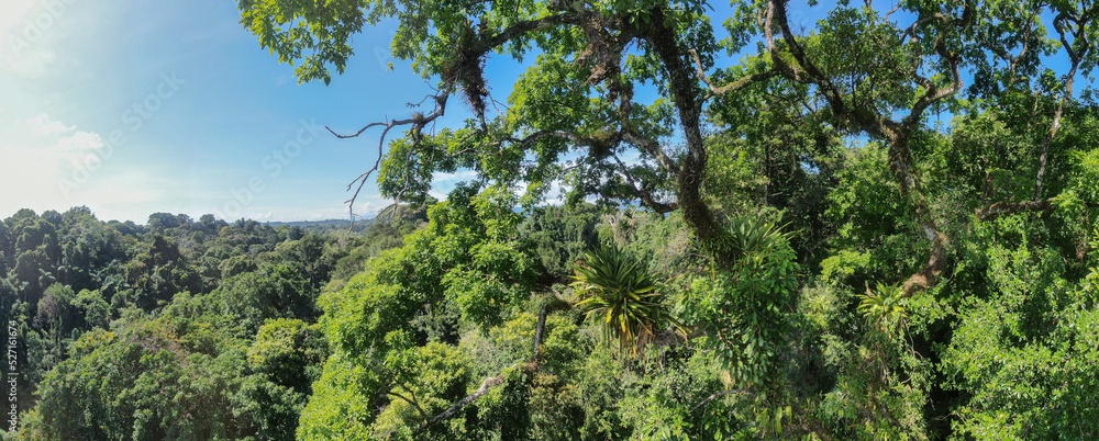 High up forest canopy panorama in Puerto Viejo Costa Rica showing the beauty of the rainforest