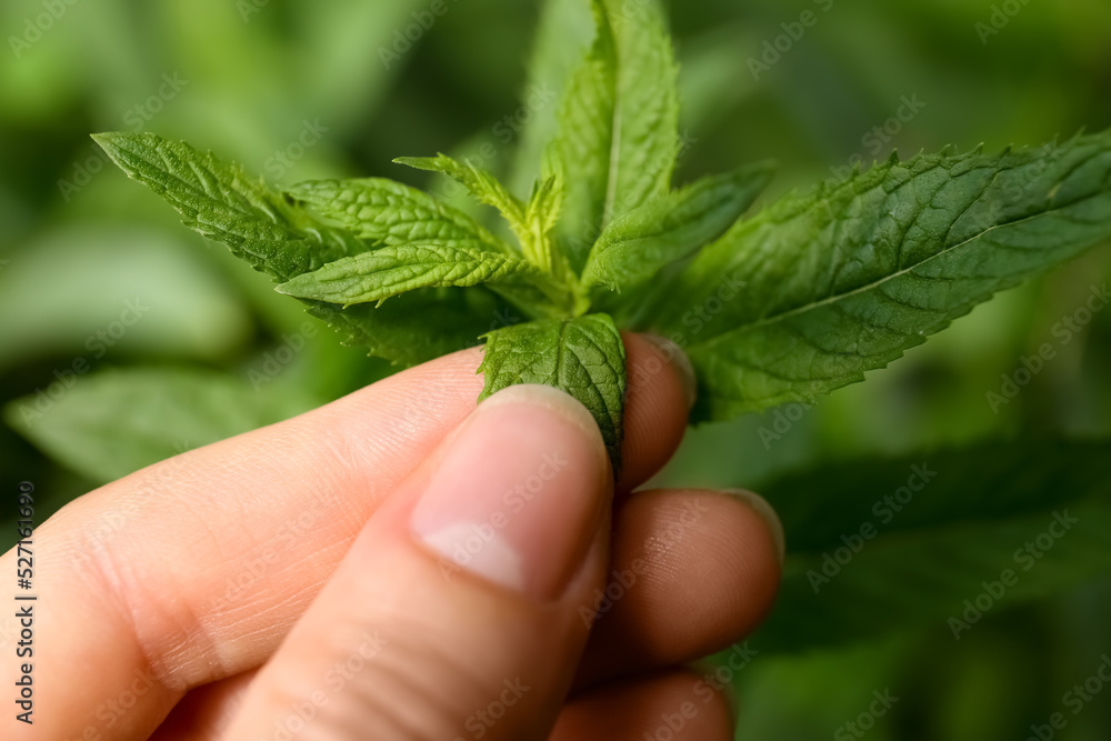 Woman picking fresh green mint outdoors, closeup Woman picking fresh green mint outdoors, closeup