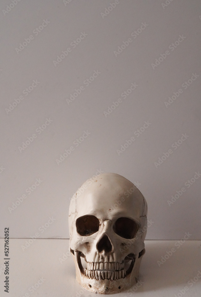 human skull with white background focus on face human skull with white background focus on face