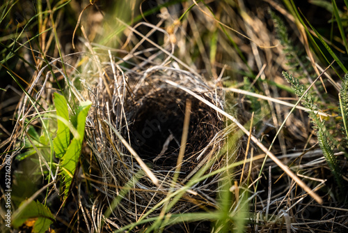 Birds Nest Hidden in Tall Grasses