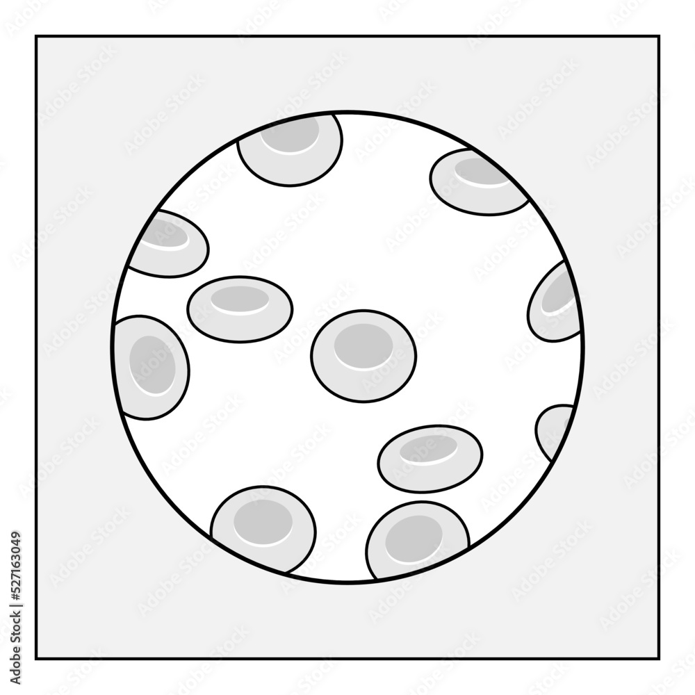 Fototapeta premium 赤血球