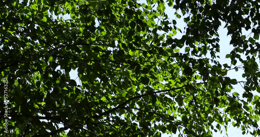 green birch foliage in sunny windy weather, green foliage on branches illuminated by the summer sun green birch foliage in sunny windy weather, green foliage on branches illuminated by the summer sun