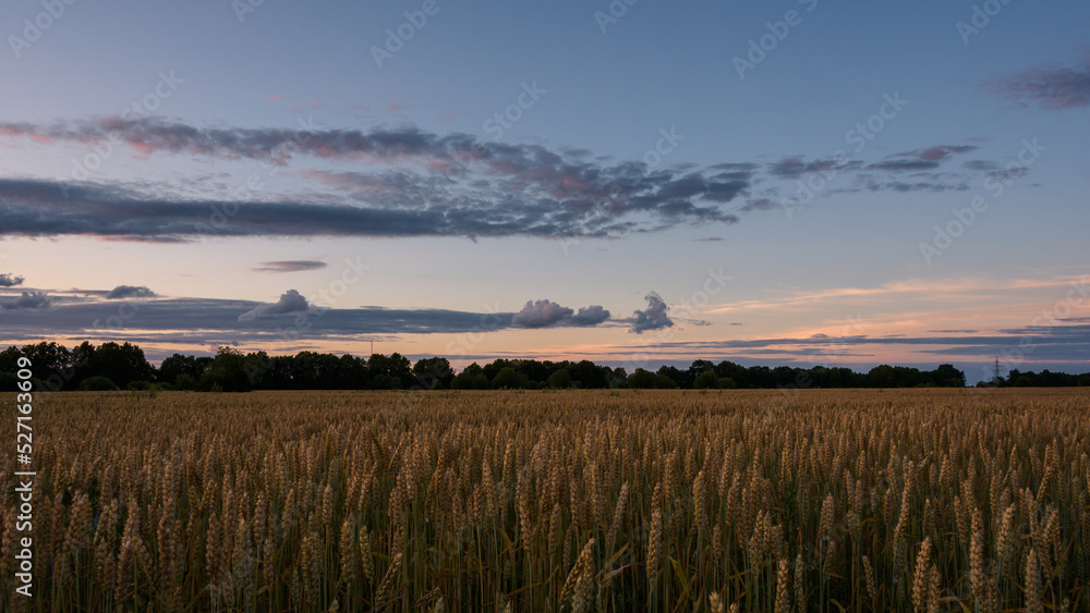 A field of ripe golden wheat under a twilight blue sky with clouds, in warm pink hues of the coming sunset.