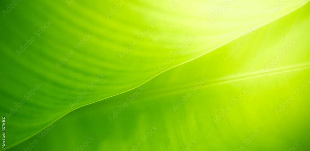 Closeup of beautiful nature view green leaf on blurred greenery background in garden with copy space using as background cover page concept. Closeup of beautiful nature view green leaf on blurred greenery background in garden with copy space using as background cover page concept.