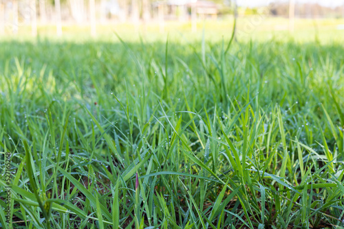 Ruzi grass for feeding animal, Brachiaria ruziziensis