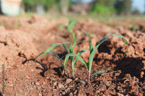 Planting corn seedlings on the ground and growing Economic plants