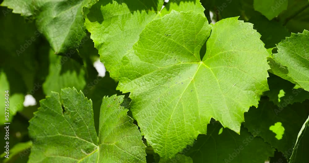 Green foliage of grapes in sunny windy weather, green foliage of grapes in summer in vineyards Green foliage of grapes in sunny windy weather, green foliage of grapes in summer in vineyards
