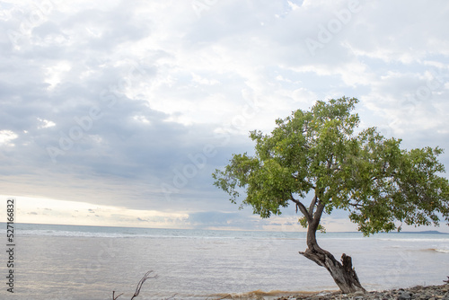 the magic of a beautiful solitary tree by the sea with very cloudy clouds 