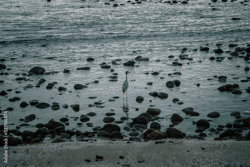 beautiful bird lost among the rocks of a beautiful beach 