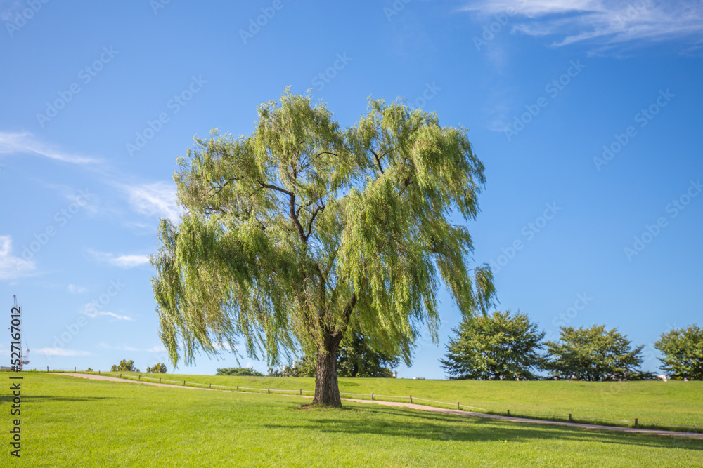 Fototapeta premium tree in the field