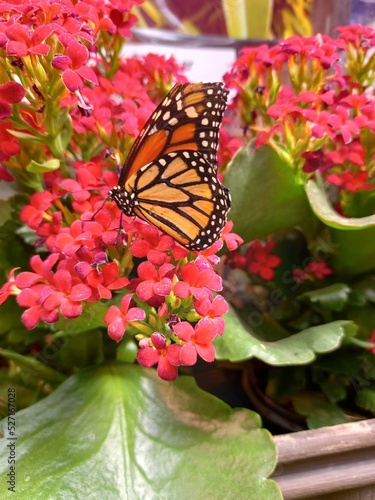 butterfly on flower