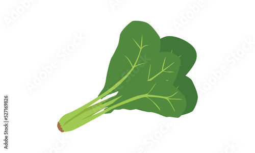 Simple spinach clipart vector illustration isolated on white background. Spinach with root and leaves flat cartoon style. Spinach sign icon. Organic food, vegetables and restaurant concept