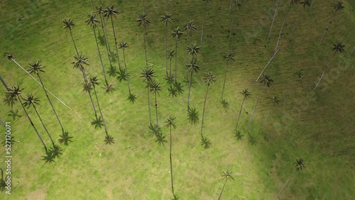 Cocora Valley in Colombia from Above | Aerial View of Cocora Valley