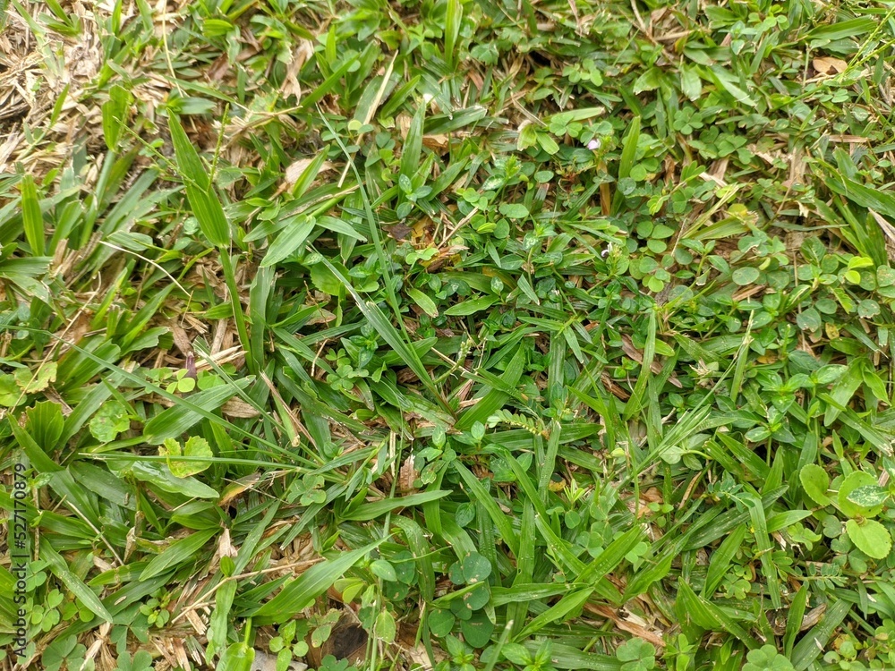 the grass in the garden in front of the house is green the grass in the garden in front of the house is green