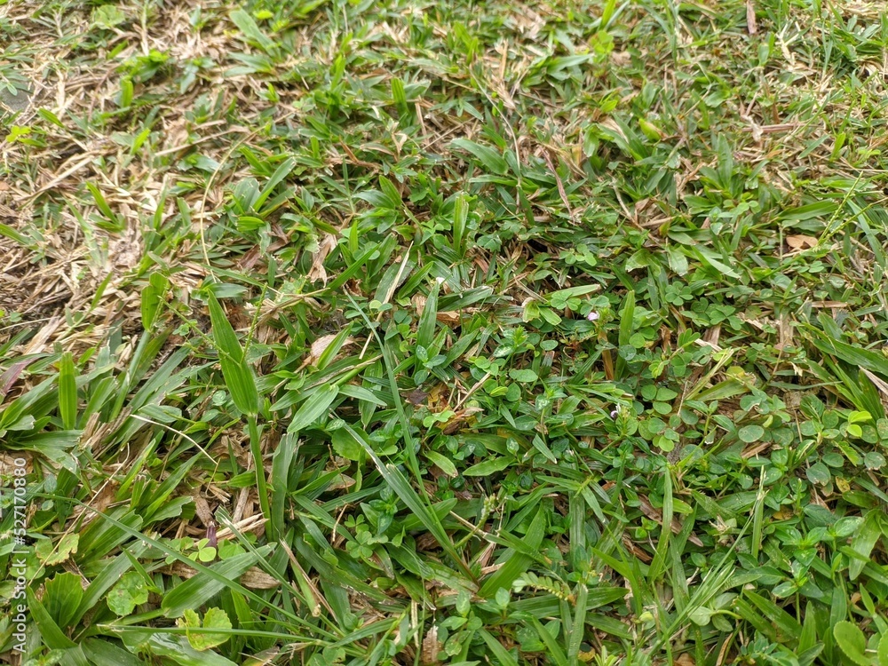 green grass in the morning green grass in the morning