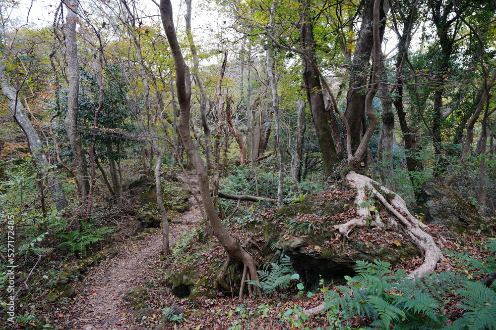 old trees and path in autumn forest
