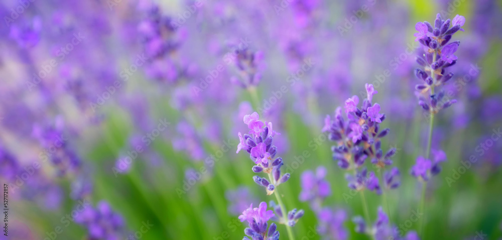 purple lavender flowers. Wonderful abstract natural background purple lavender flowers. Wonderful abstract natural background