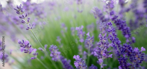 purple lavender flowers. Wonderful abstract natural background