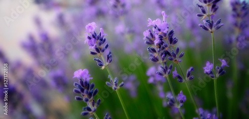purple lavender flowers. Wonderful abstract natural background