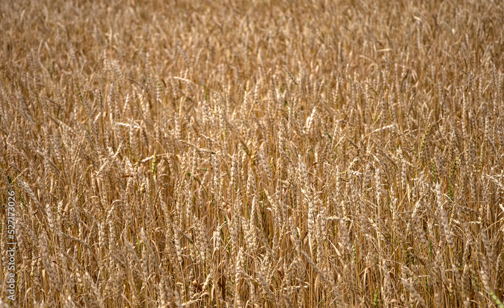 Yellow wheat fields, harvest time.