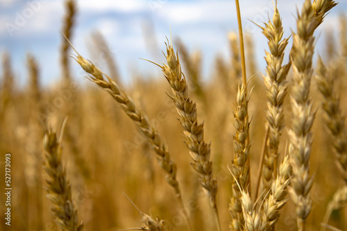 Yellow wheat fields, harvest time.