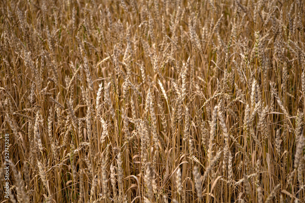 Fototapeta premium Yellow wheat fields, harvest time.