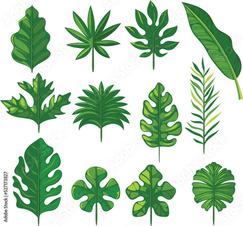 Summer, spring leaves set. Set of Tropical leaves. Green flat icon. vector, Isolated on white