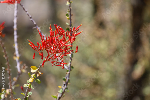 A cluster of red ocotillo flowers blooming. photo