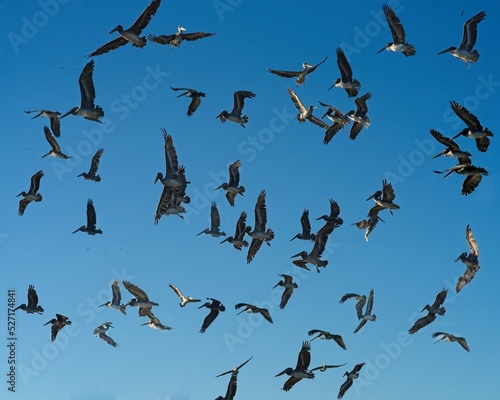 Pelicans against sky in chaotic flight.