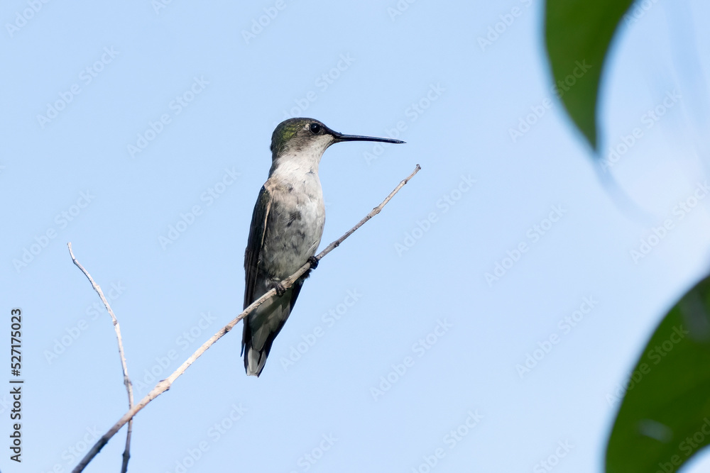 Fototapeta premium Ruby Throated Hummingbird (Female)
