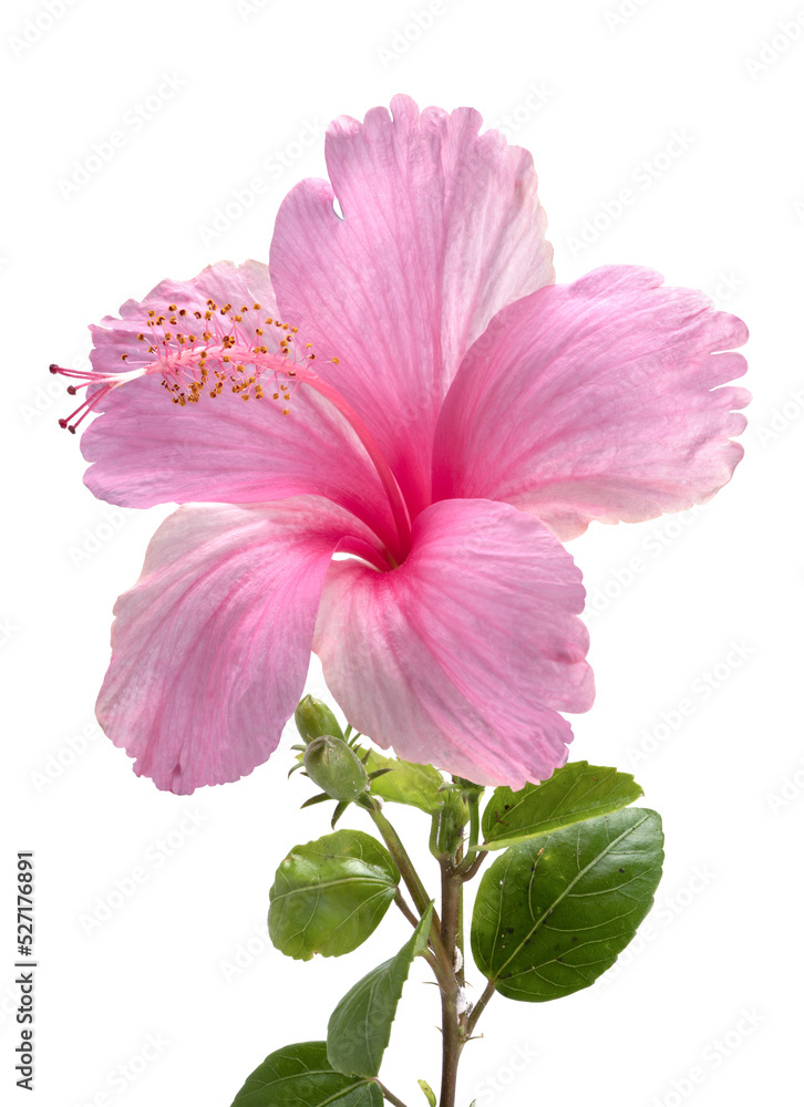 Pink hibiscus flower with leaf isolated on white background, Fresh hibiscus flower on White Background PNG file. Pink hibiscus flower with leaf isolated on white background, Fresh hibiscus flower on White Background PNG file.
