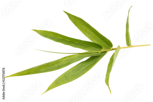 Bamboo branches With Bamboo leaves isolated on white background, Bamboo branches With empty space Background PNG file.