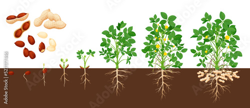 Peanut growth stages, vector groundnut growing process. Timeline from grain, seedling and big plant. Growing life cycle from of penut beans from seed to flowering and fruit-bearing ripe plant
