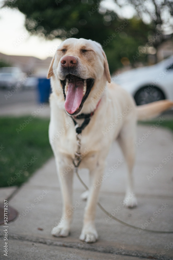 Funny dog yawning with selective focus on the mouth.