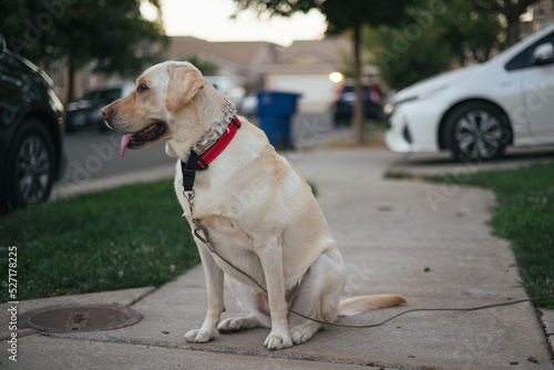 Dog on leash sitting on sidewalk looking away