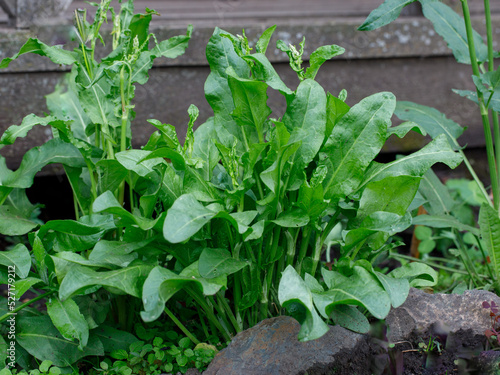 Sorrel. Beautiful herbal abstract background of nature. rumex acetosa. Perennial herb. Spring landscape. Popular cooking seasoning. Home plants, products. Gardening photo