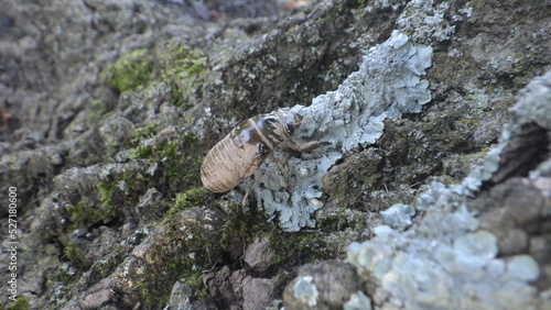 cicada on lichen