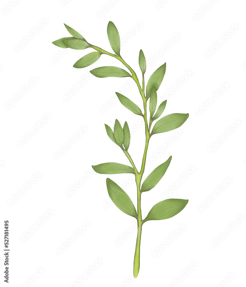 Green leaf watercolor illustration. Green leaf watercolor illustration.