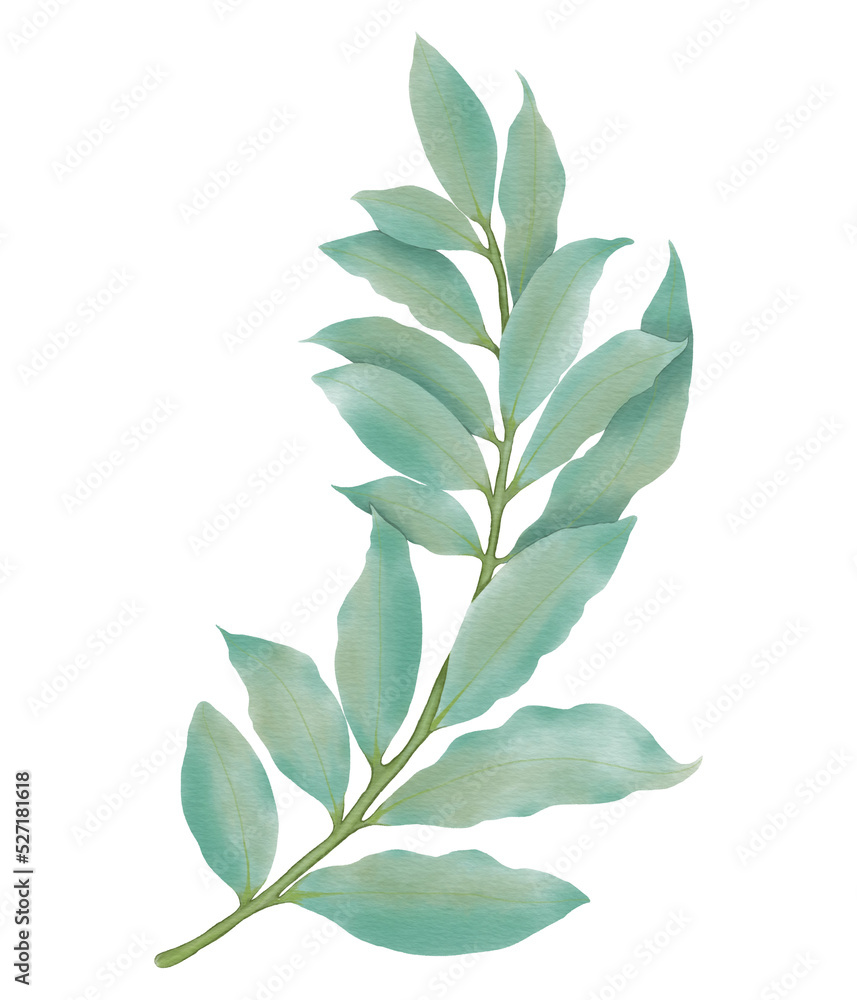 Green leaf watercolor illustration. Green leaf watercolor illustration.