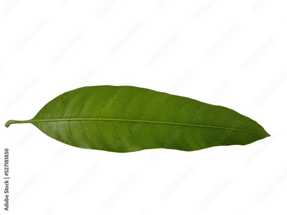 Green mango leaf isolated on transparent background PNG Stock Photo