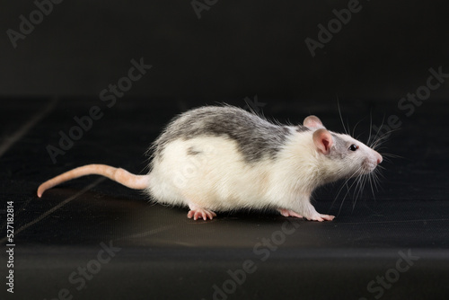 portrait of a domestic rat